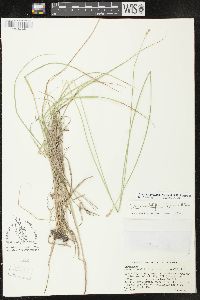 Carex molestiformis image