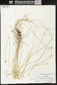 Carex molestiformis image