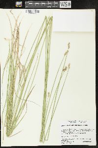 Carex molestiformis image