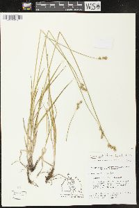 Carex molestiformis image