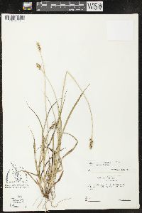 Carex muehlenbergii var. muehlenbergii image