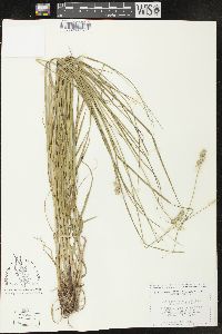 Carex muehlenbergii var. enervis image