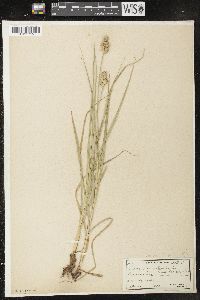 Carex muehlenbergii var. enervis image