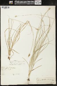 Carex muehlenbergii var. enervis image