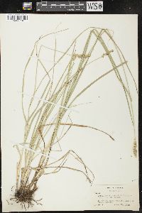 Carex muehlenbergii var. enervis image