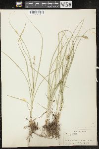 Carex muehlenbergii var. enervis image