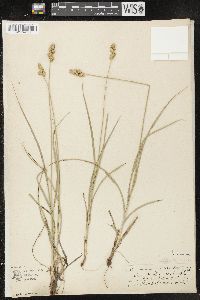 Carex muehlenbergii var. enervis image