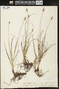 Carex muehlenbergii var. enervis image