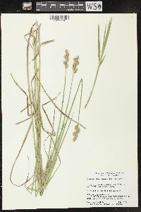 Carex muskingumensis image