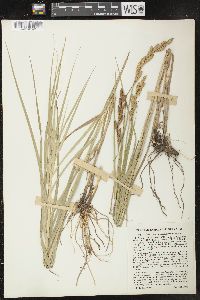 Carex muskingumensis image