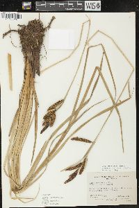 Carex nebrascensis image