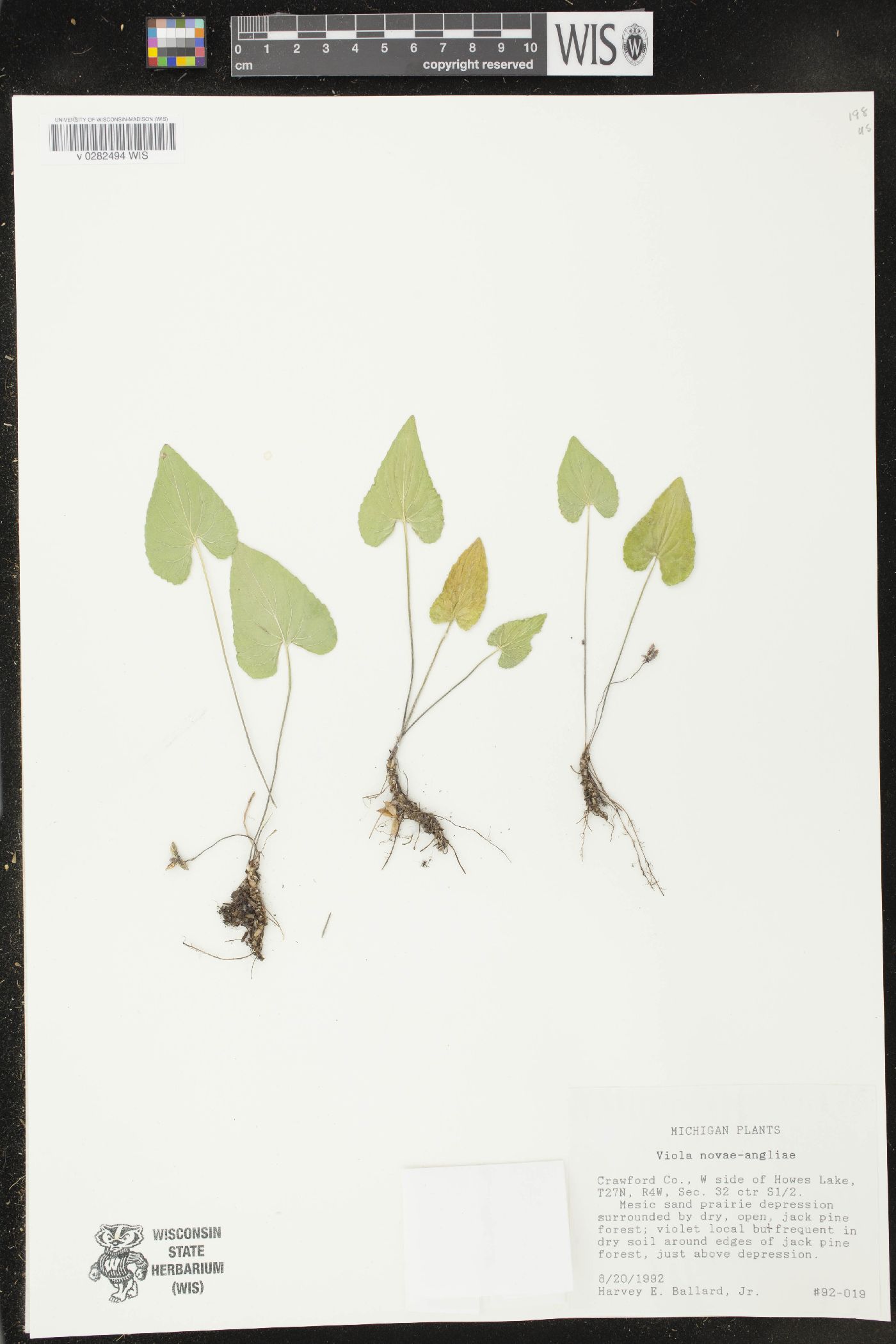 Viola novae-angliae image