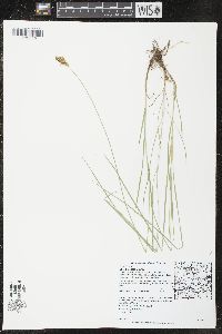 Carex siccata image