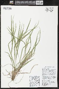 Carex oligocarpa image