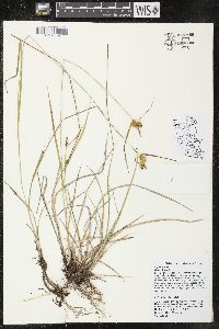 Carex flava image