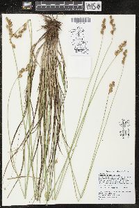 Carex merritt-fernaldii image