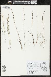 Triglochin maritima image