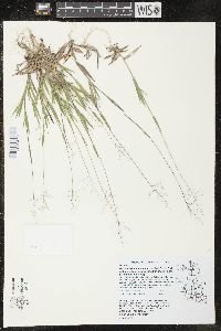 Dichanthelium acuminatum subsp. implicatum image