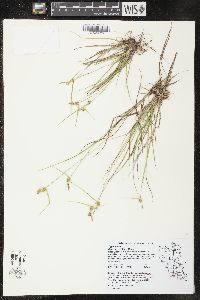 Carex cryptolepis image