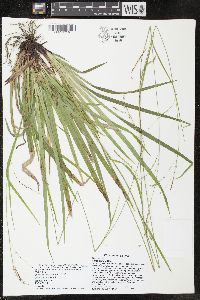 Carex arctata image