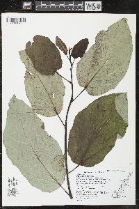 Populus balsamifera image