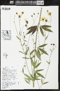 Coreopsis tripteris image