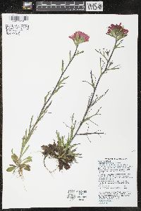 Castilleja coccinea image