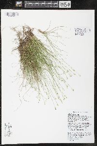 Carex eburnea image