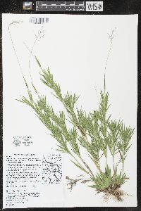 Dichanthelium acuminatum subsp. implicatum image