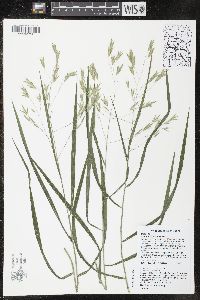 Bromus latiglumis image