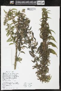 Urtica gracilis image