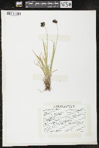 Carex nelsonii image