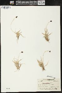 Carex nelsonii image