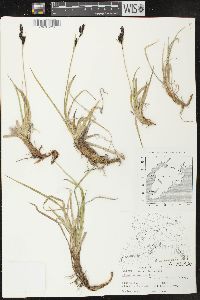 Carex microchaeta subsp. nesophila image