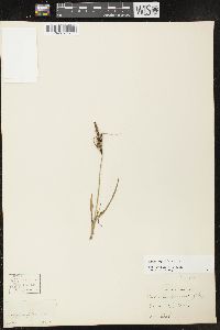 Carex nigra image