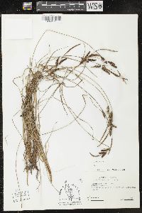 Carex nigra image