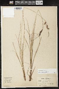 Carex nigra image