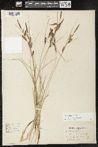 Carex nigra image