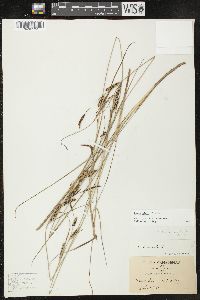 Carex nigra image