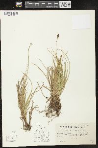 Carex nigricans image