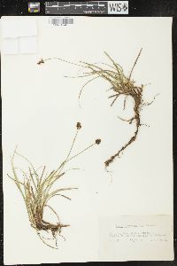 Carex nigricans image