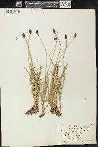 Carex nigricans image