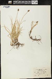 Carex nigricans image