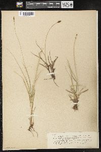 Carex nigricans image