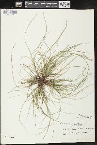 Carex peckii image