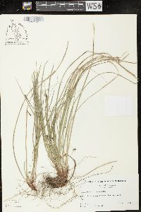 Carex nigromarginata image