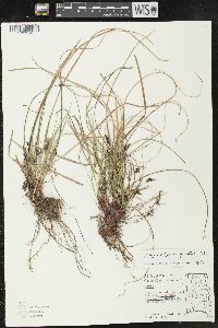 Carex nigromarginata image