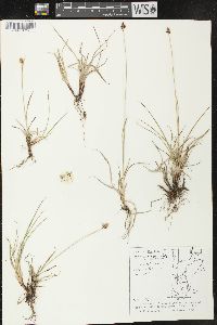 Carex norvegica image