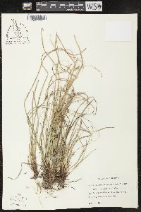 Carex nigromarginata image