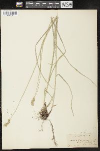 Carex normalis image